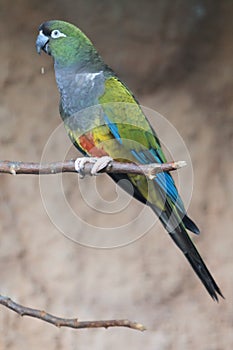Burrowing parrot
