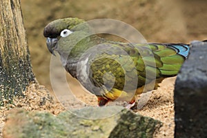 Burrowing parrot