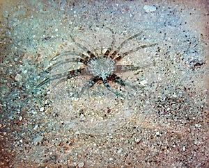 Burrowing Sea Anemone in Majuro Lagoon, Marshall Islands