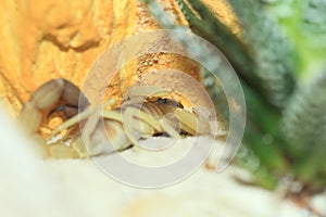 Burrowing thick-tailed scorpion