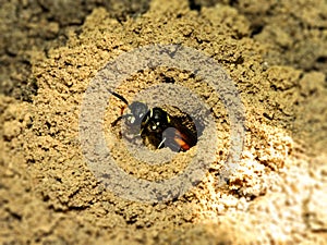 Burrowing Wasp 1