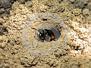 Burrowing Wasp 3