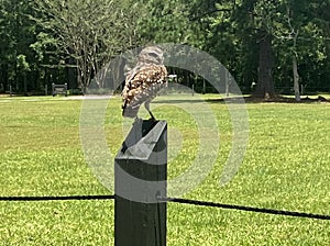 Burrowling owl at a educational demostration at birds of prey SC. photo