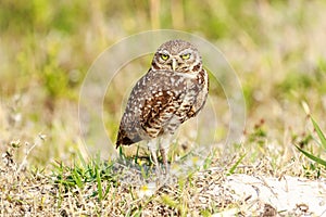 Burrowng Owl Cape Coral Florida