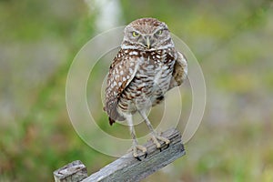 Burrowng Owl Cape Coral Florida