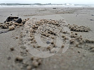 Burrows of Ghost crab on sandy beach