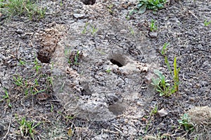 Burrows of mice in the ground.Focus in blur.Ð¡oncept of harm of rodents for garden plantings,winterizing of house