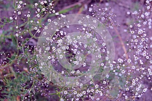 Burry image of white small flowers over grass background. Abstract nature background, copy space for text.