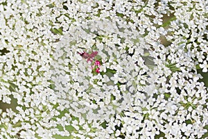 Burry image of white small flowers over grass background. Abstract nature background, copy space for text.
