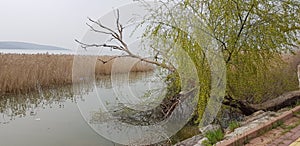 Bursa's lake and reeds view, especially the stork migration area, the old karaagac photo