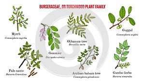 The Burseraceae, or torchwood plant family collection photo