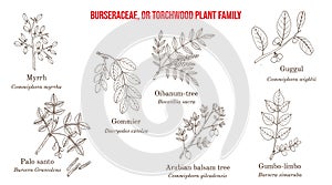 The Burseraceae, or torchwood plant family collection photo