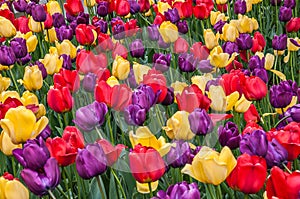 Burst of color in a tulip field