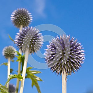 Burst of Echinops