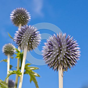 Burst of Echinops photo