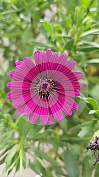 Burst of Magenta - An African Daisy