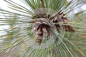 A Burst of Pine