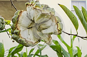 Burst Sweetsop On Tree