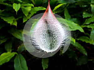 Burst Water Balloon with Leafy Background