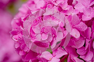 Bursting with blooms. Showy flowers in summer. Hydrangea blossom on sunny day. Flowering hortensia plant. Blossoming