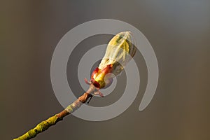 Bursting bud of Conker tree