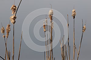 Bursting cattail seed heads against a blueish gray sky