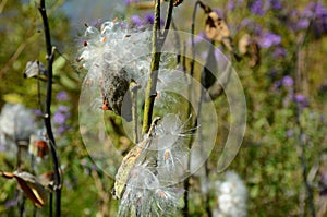 Bursting Seed Pods On A Milkweed Plant