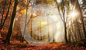 Bursting sunrays in a misty autumn forest