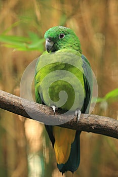 Buru racket-tail parrot