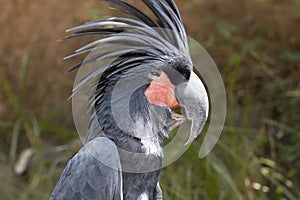 Burung kakaktua sleepy face