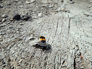 Burying beetle, carrion beetle ,(Necrophorus vespillo)