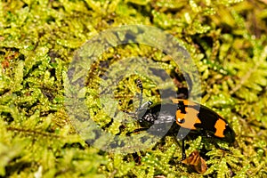 Burying Beetle Close up