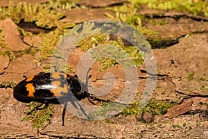 Burying Beetle Close up