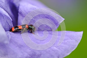 Burying Beetle on Iris Flower