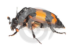 Burying beetle, Nicrophorus investigator with parasites isolated on white background photo