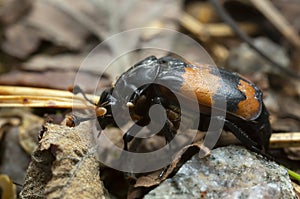Burying beetle, Nicrophorus investigator with parasites photo