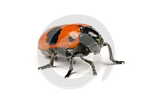 The Burying beetle Nicrophorus vespilloides photo