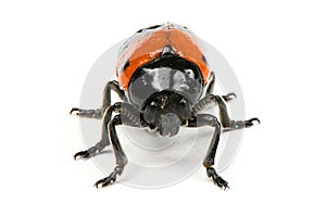 The Burying beetle Nicrophorus vespilloides photo