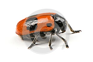 The Burying beetle Nicrophorus vespilloides photo