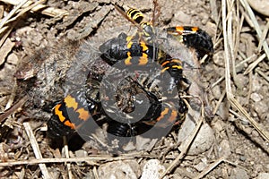 Burying Beetles Illinois Wildlife