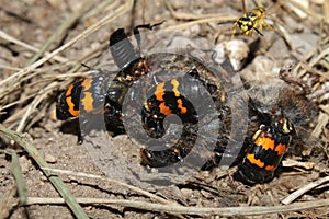 Burying Beetles (Nicrophorus orbicollis) photo