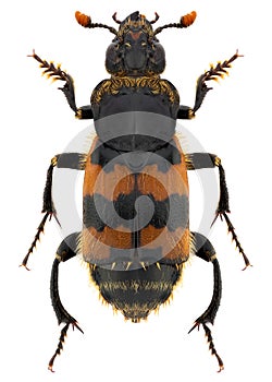 Nicrophorus vespillo beetle specimen photo