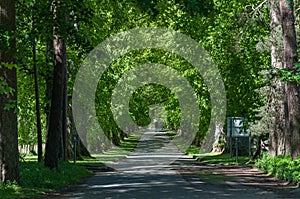 Bus in an avenue surrounded by green trees, Edinburgh, Scotland