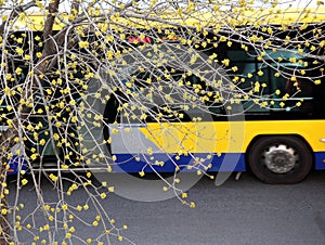 A bus is passing under a tree with spring buds.