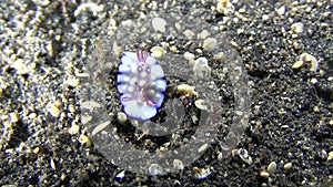 Bus stop hintuanensis Goniobranchus hintuanensis nudibranch