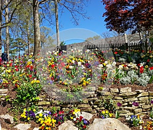 Busch Gardens tulips in the United States