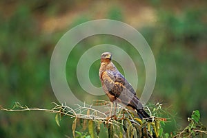 BUSE ROUSSATRE buteogallus meridionalis