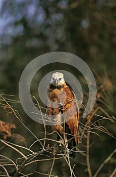 BUSE A TETE BLANCHE busarellus nigricollis