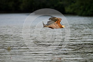 BUSE A TETE BLANCHE busarellus nigricollis