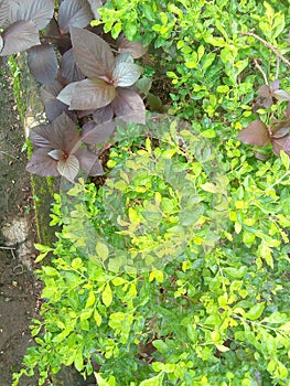 Bush 7-light green and yellow leaves-attractive leaves